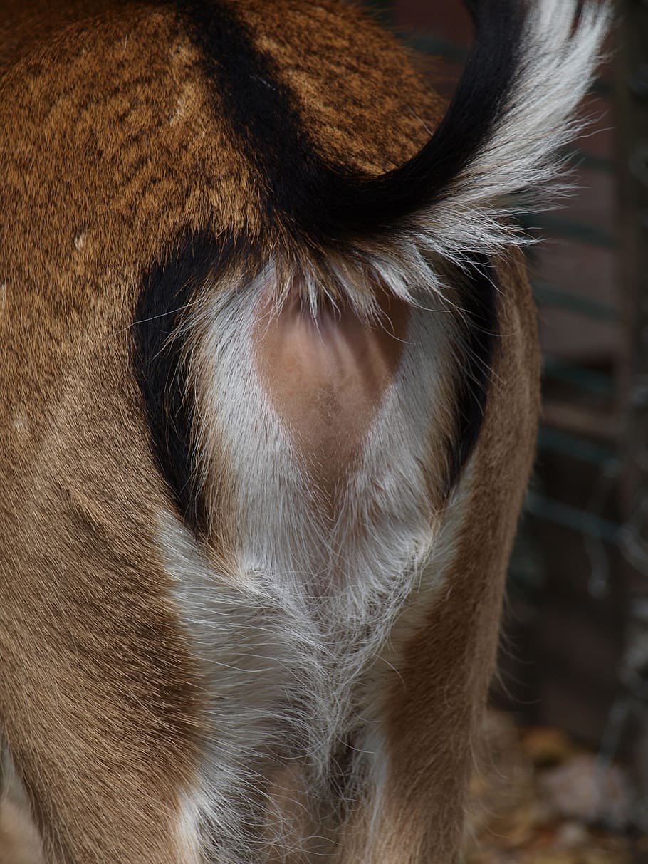 roe deer, rear, mirror, brown, tail, stand, dear, animal themes HD wallpaper
