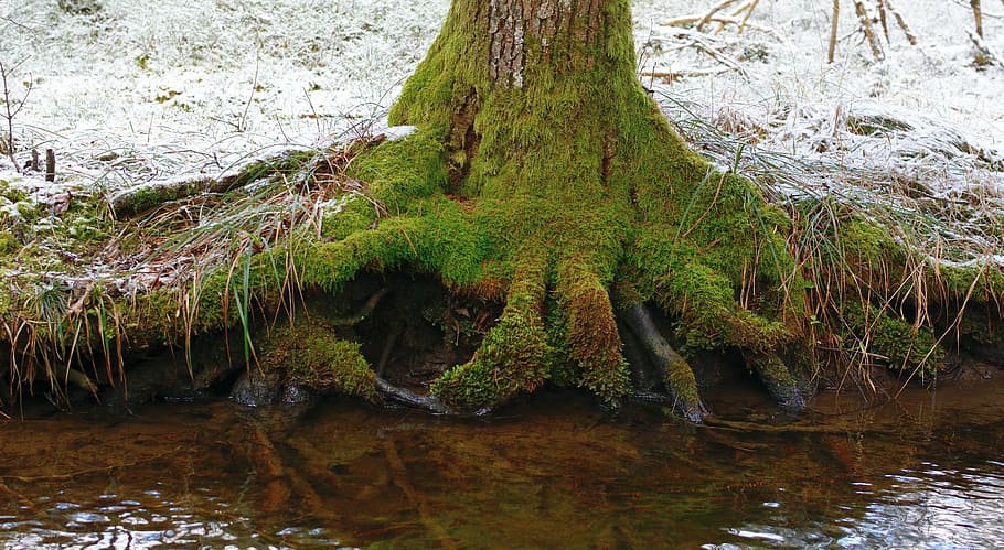 tree, root, water, nature, forest, tree root, rooted, natural energy HD wallpaper