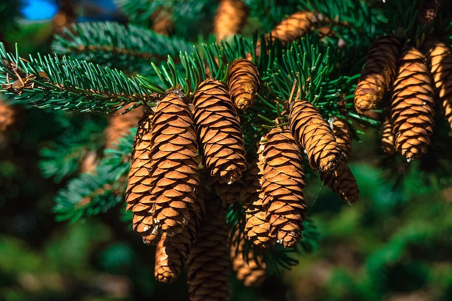 shallow focus of brown pine cones, canada, tree, nature, park HD wallpaper