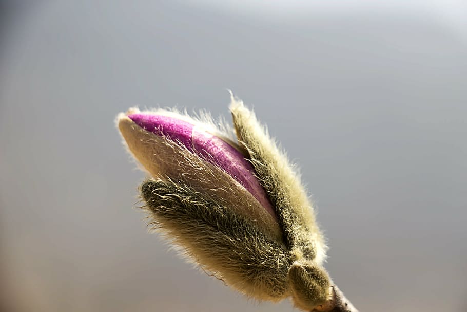 spring, spring flowers, plants, pink flower, crush, magnolia HD wallpaper