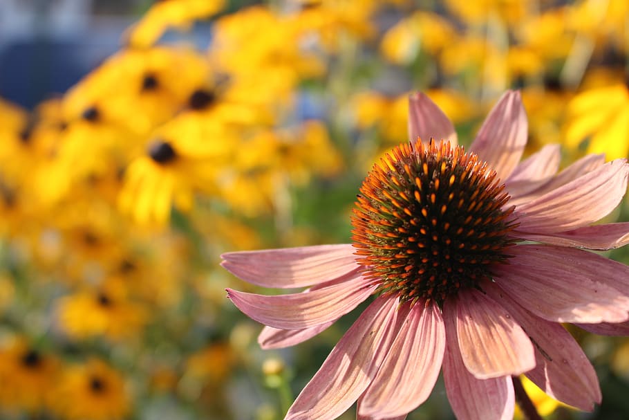 flower, macro, flowering plant, freshness, coneflower, fragility HD wallpaper