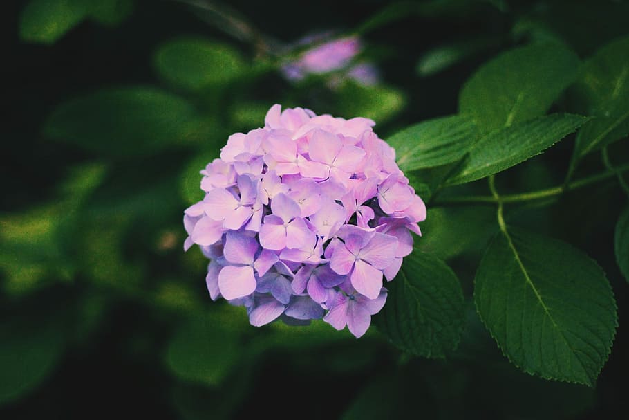 closeup photo of purple petaled flowers, nature, plant, leaf HD wallpaper