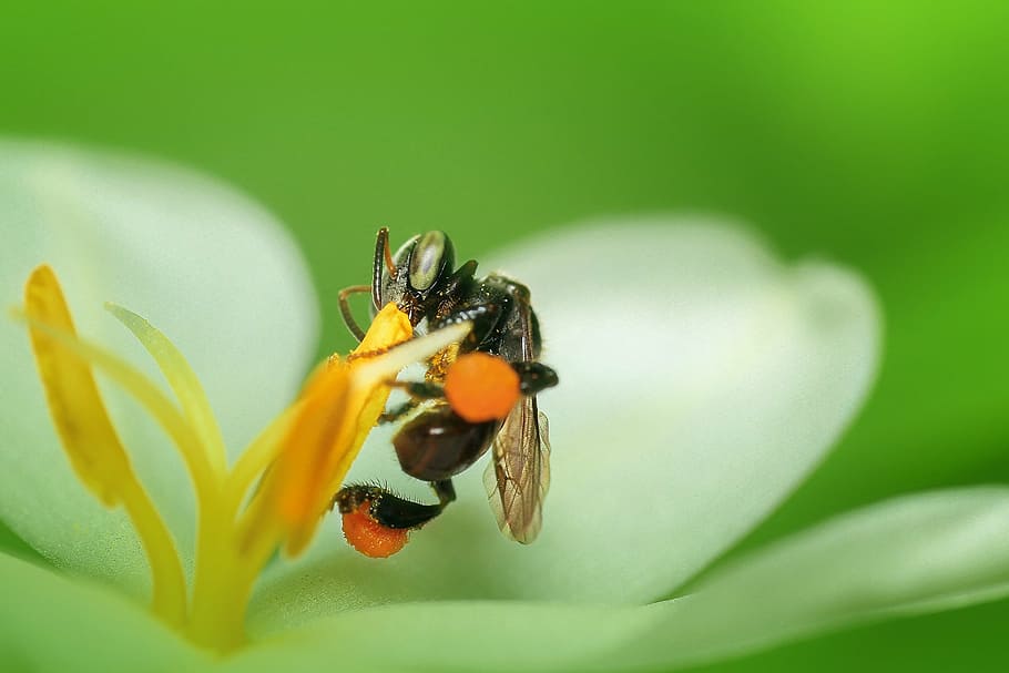 bee, insect, macro, honey bee, animal, honeybee, working, nature HD wallpaper