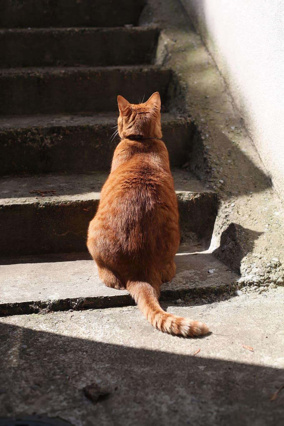 Cat, Roux, Staircase, pets, domestic Cat, animal, cute, outdoors HD wallpaper