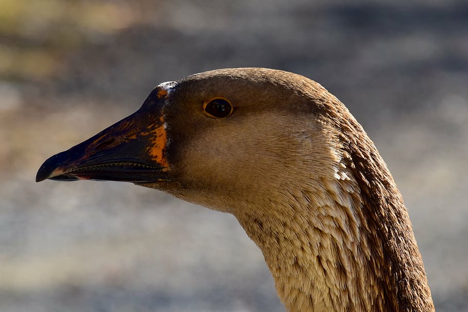 goose, brown, feather, sunlight, beak, face, profile, portrait HD wallpaper