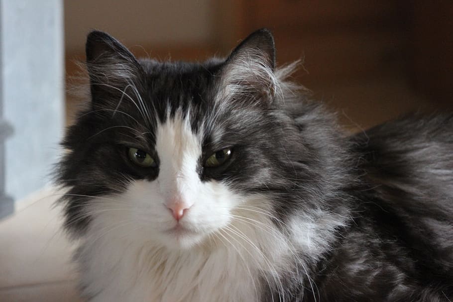 cat, fluffy, cat face, mammal, animal, pets, domestic, domestic animals HD wallpaper