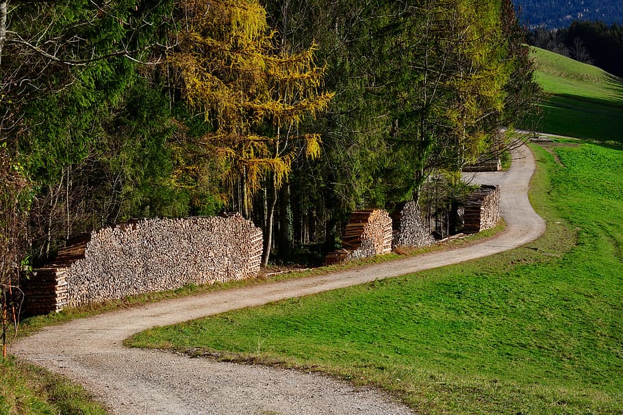 forest path, away, wood, trees, nature, landscape, lane, autumn HD wallpaper