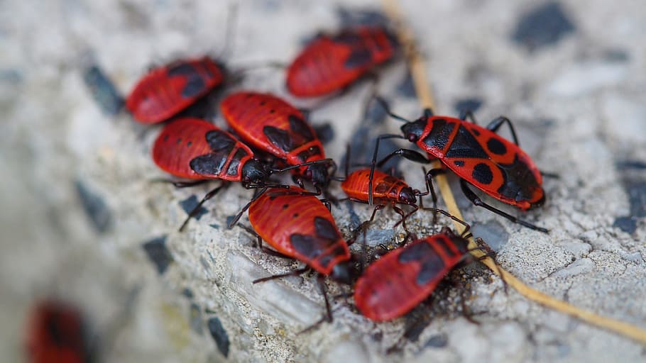 nature, fire, insect, bugs, animal wildlife, animal themes HD wallpaper