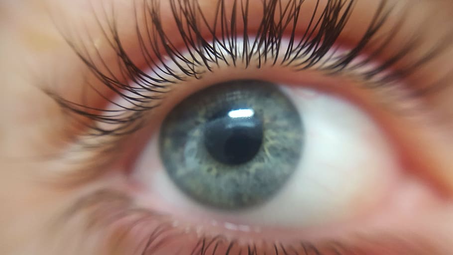 human eye, eyelashes, eyeball, blue-eyed, blue eyes, focus point