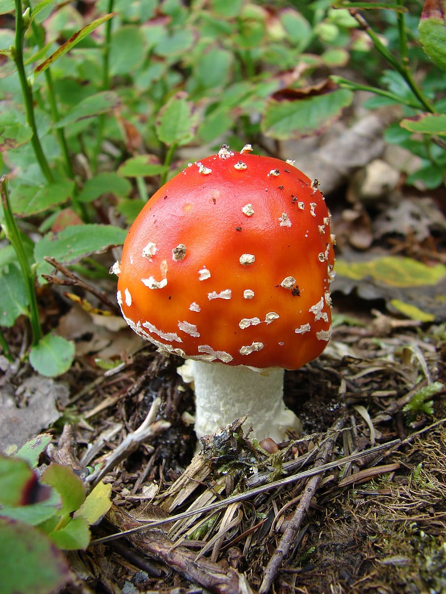 Mushroom, Fly Agaric, Forest, forest mushroom, fungus, nature HD wallpaper