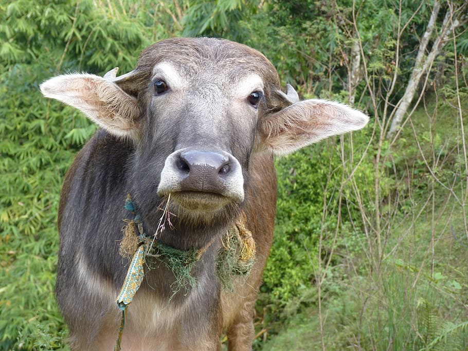 Cow, Nepal, Content, Connection, happy, curious, animal, horned, HD wallpaper