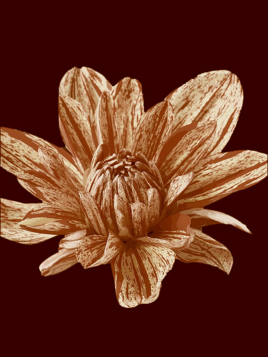 flower, brown, decoration, studio shot, close-up, black background HD wallpaper