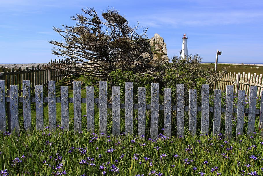 lighthouse, windblown, beacon, coast, fence, landscape, maritime HD wallpaper