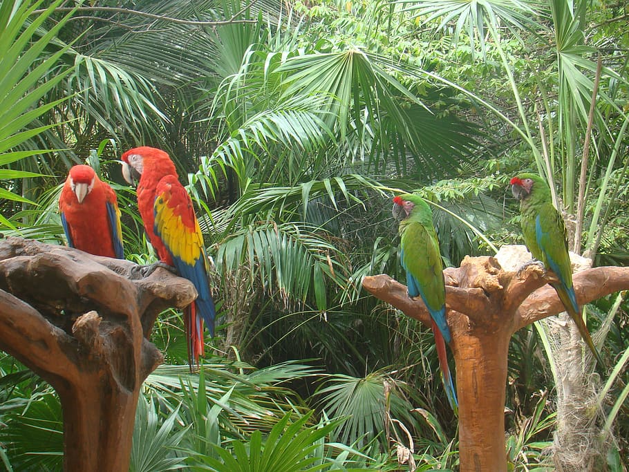 feathers, parrot, bird, vertebrate, plant, tree, animal, green color HD wallpaper