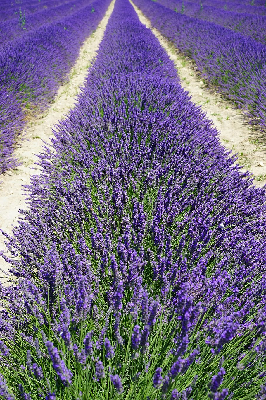 Lavender flowers in Hvar