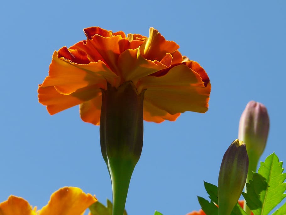 marigold, blossom, bloom, red, orange, sky, blue, beautiful HD wallpaper