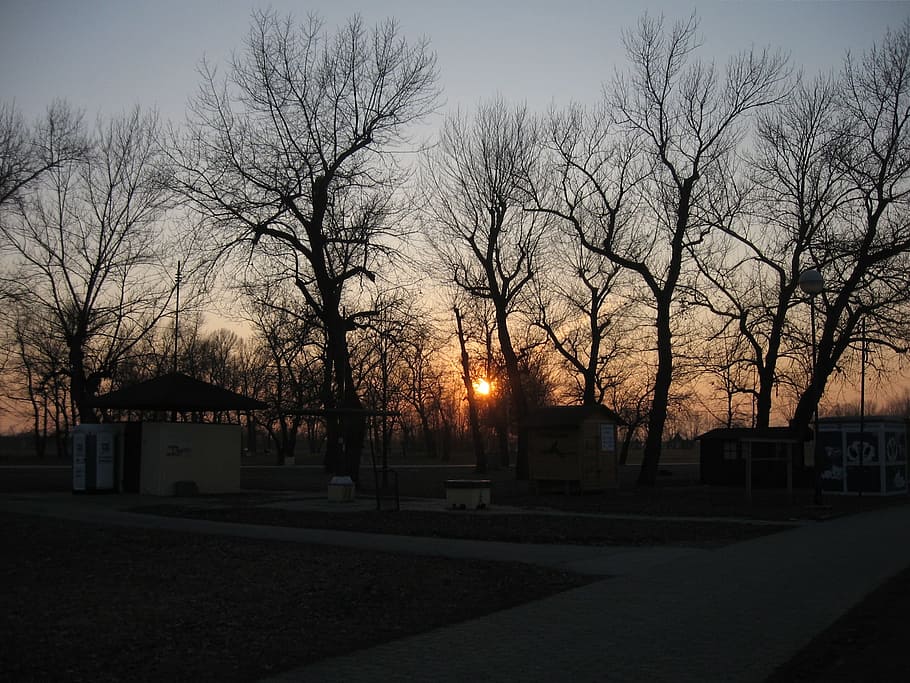 Sunset, Park, Trees, Woods, Branches, dark, silhouettes, orange HD wallpaper
