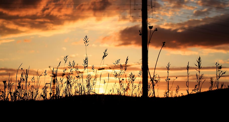 silhouette photo of grasses, silhouette of plants, sunset, yellow HD wallpaper