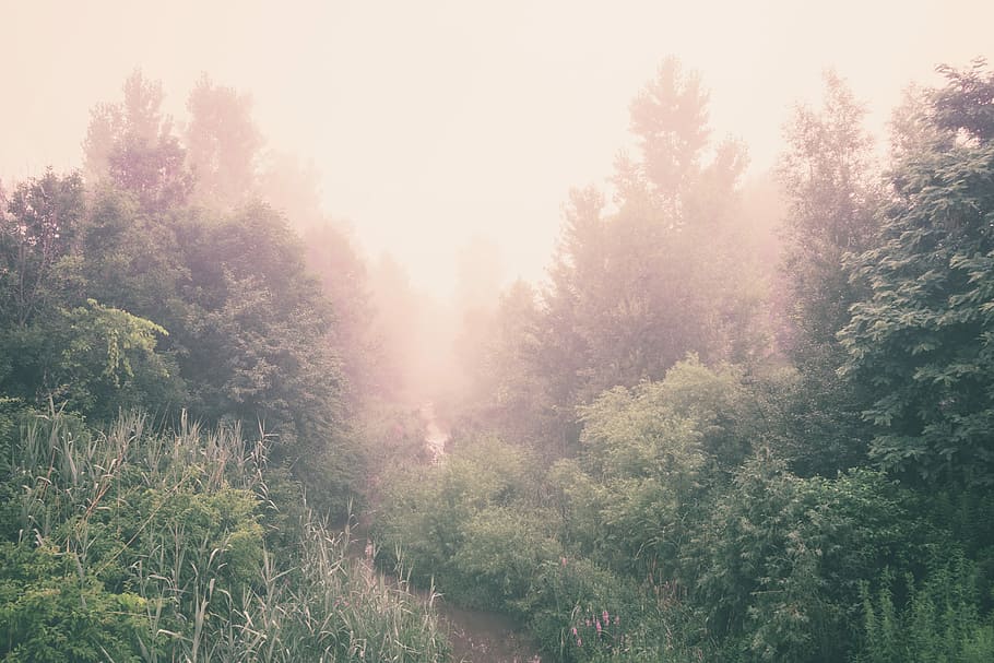 green tall trees surrounded with fogs, green forest tress under cloudy sky during daytime HD wallpaper