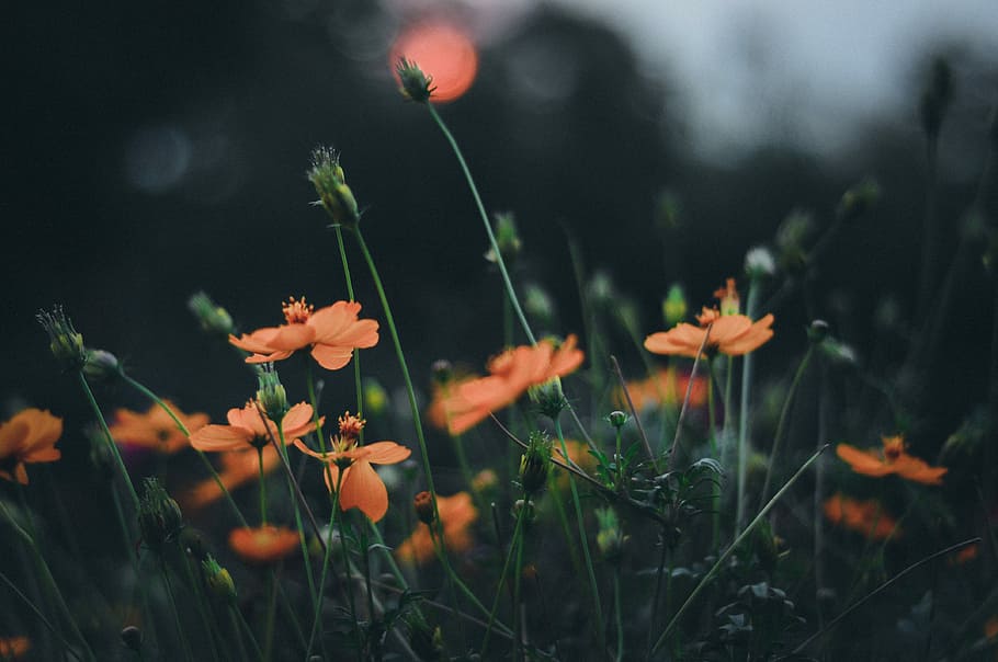 orange flowers in bokeh photography, orange petaled flowers, leaf HD wallpaper
