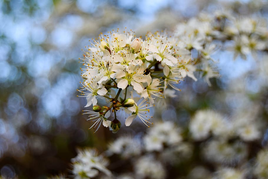 nature, flowers, spring, summer, floral, bloom, easter, garden HD wallpaper