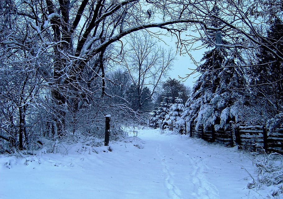 tall trees with snow and snow caps road at daytime, winter HD wallpaper