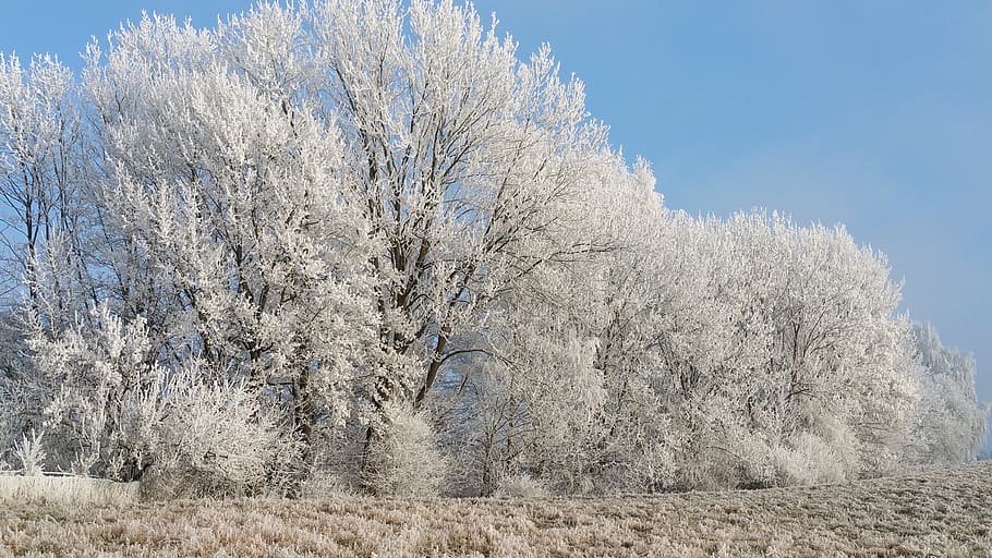 frost, tree, winter, snow, plant, beauty in nature, cold temperature HD wallpaper