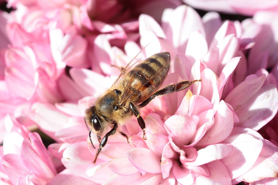 honeybee on pink petaled flower, macro, blossom, bloom, insect HD wallpaper