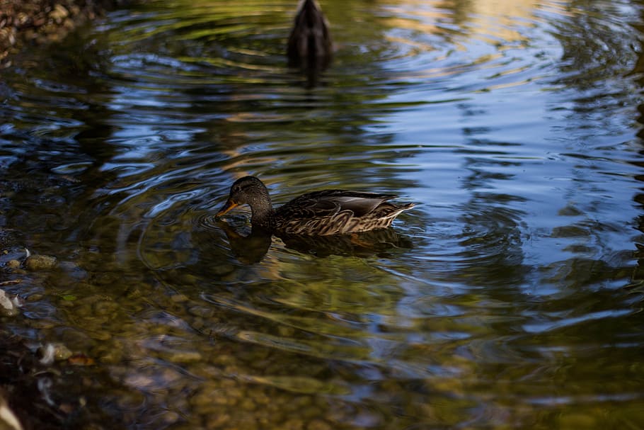 water, river, stones, animals, beak, birds, ducks, feathers, mallard HD wallpaper