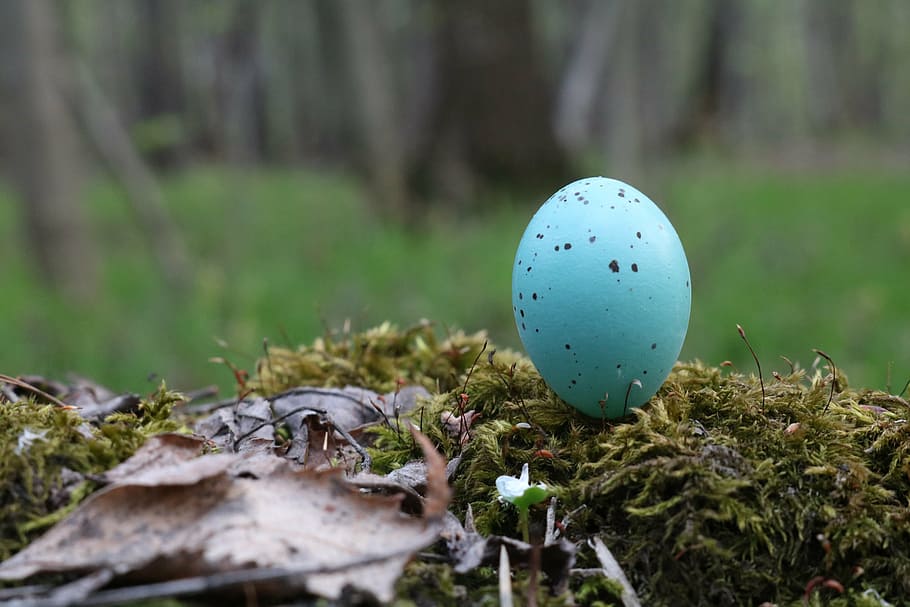 egg, blue, birds, forest, spring, closeup, nature, moss, thrush HD wallpaper