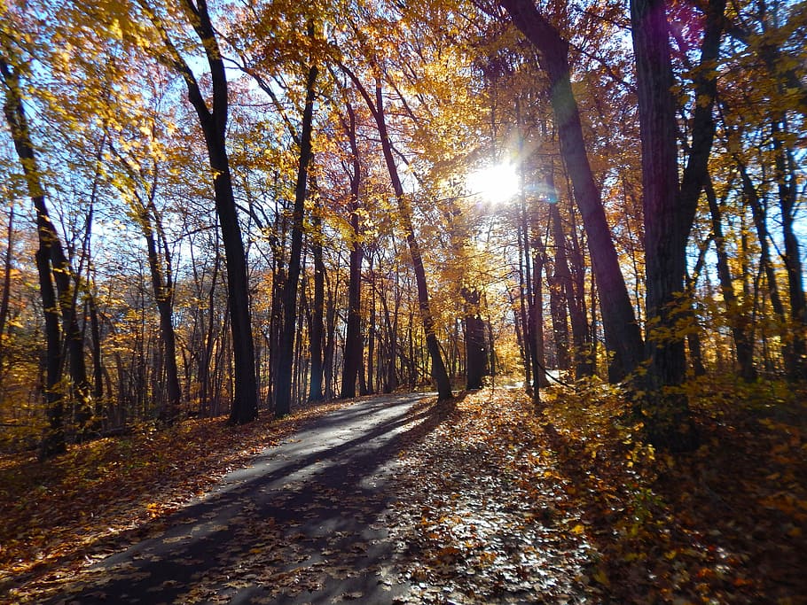 tree, fall, sunset, autumn, nature, landscape, sunlight, forest HD wallpaper