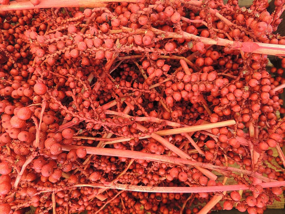 Berries, Fruit, Decoration, red, food and drink, no people HD wallpaper