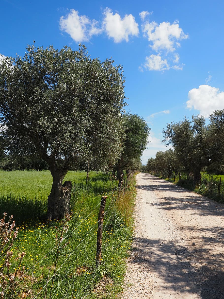 olive tree, olive plantation, olive garden, olive grove, planting, HD wallpaper