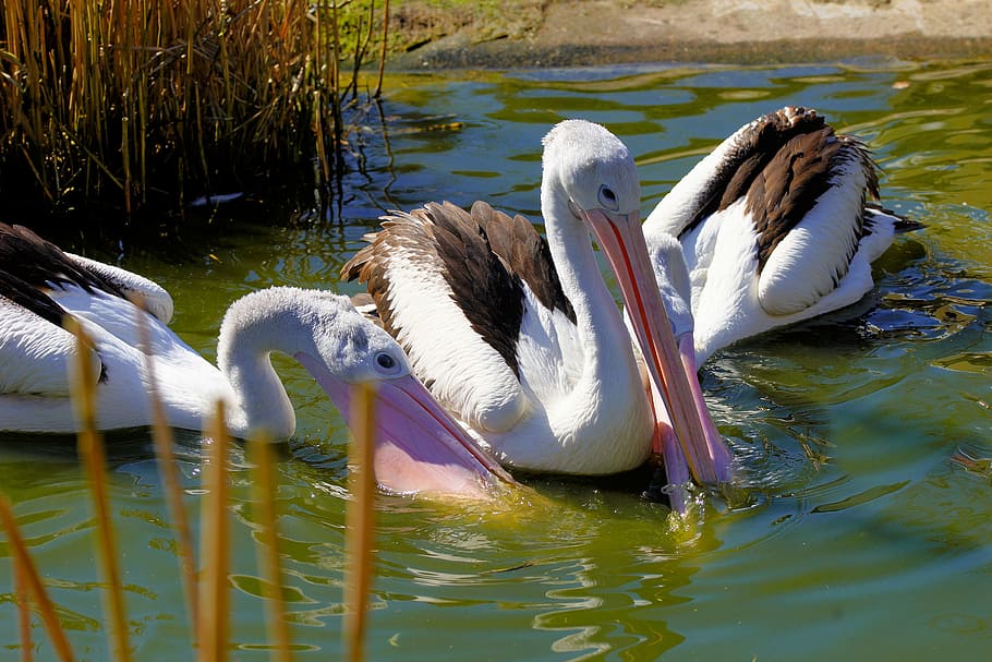 wildlife photography of three white pelicans, bird, waters, pelikan, HD wallpaper