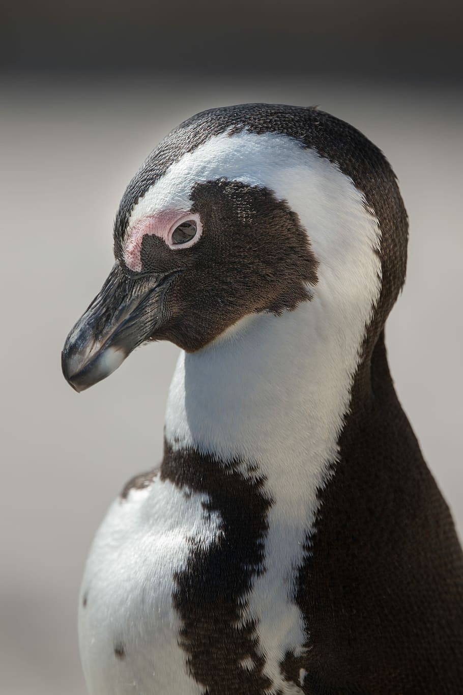 white and black animal closeup photo, focus photo of white and black short-beak bird HD wallpaper