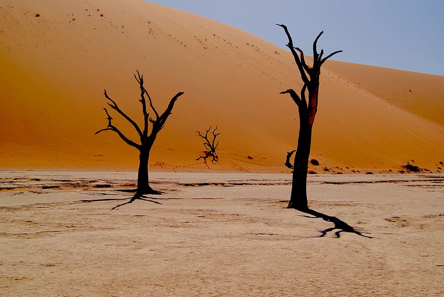two bare trees on dessert, withered tree in middle of desert HD wallpaper