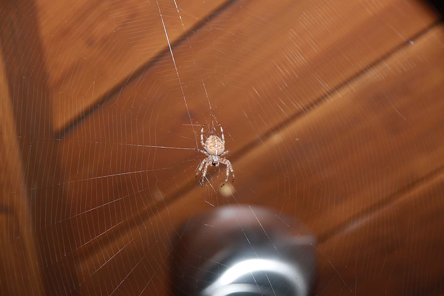 spider, web, insect, crusader, network, garden, food, flies HD wallpaper