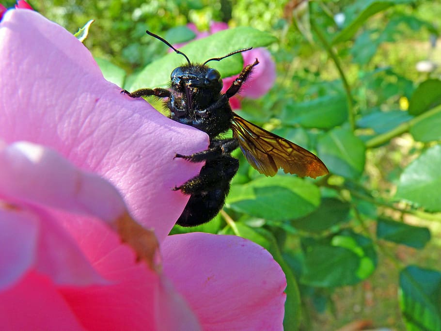 carpenter bee, insect, forage, macro, nature, flowering, plant HD wallpaper