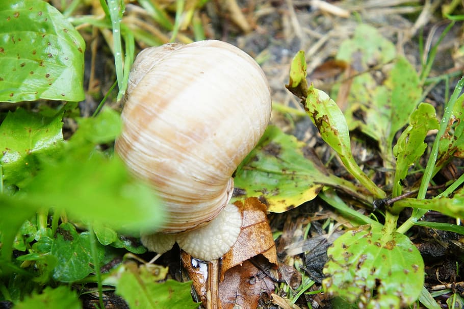 snail, mollusk, shell, nature, spiral, animal, slowly, snail shell HD wallpaper