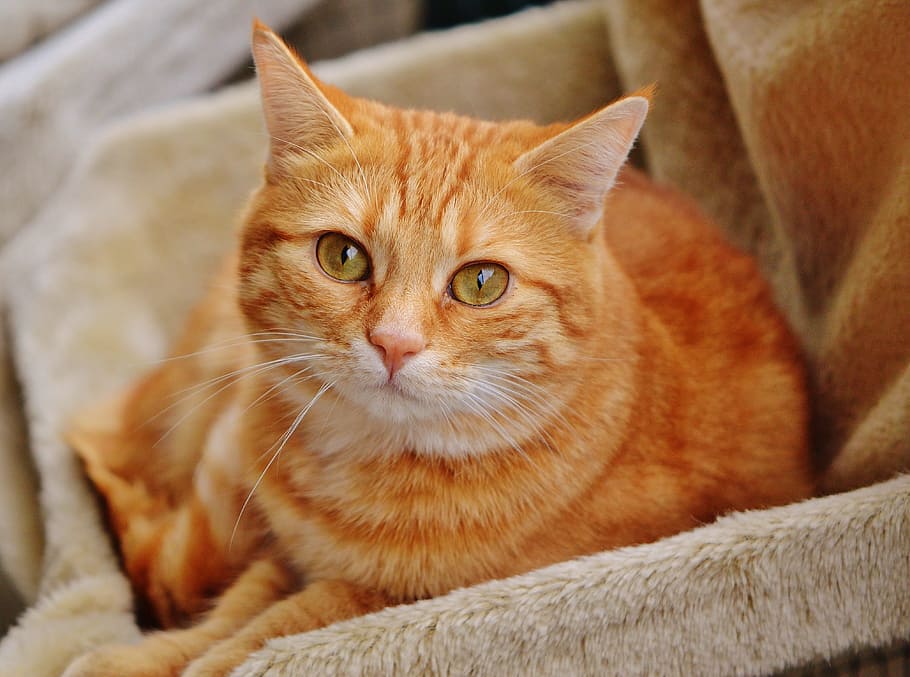orange tabby-cat on brown velvet textile, red, cute, mackerel HD wallpaper
