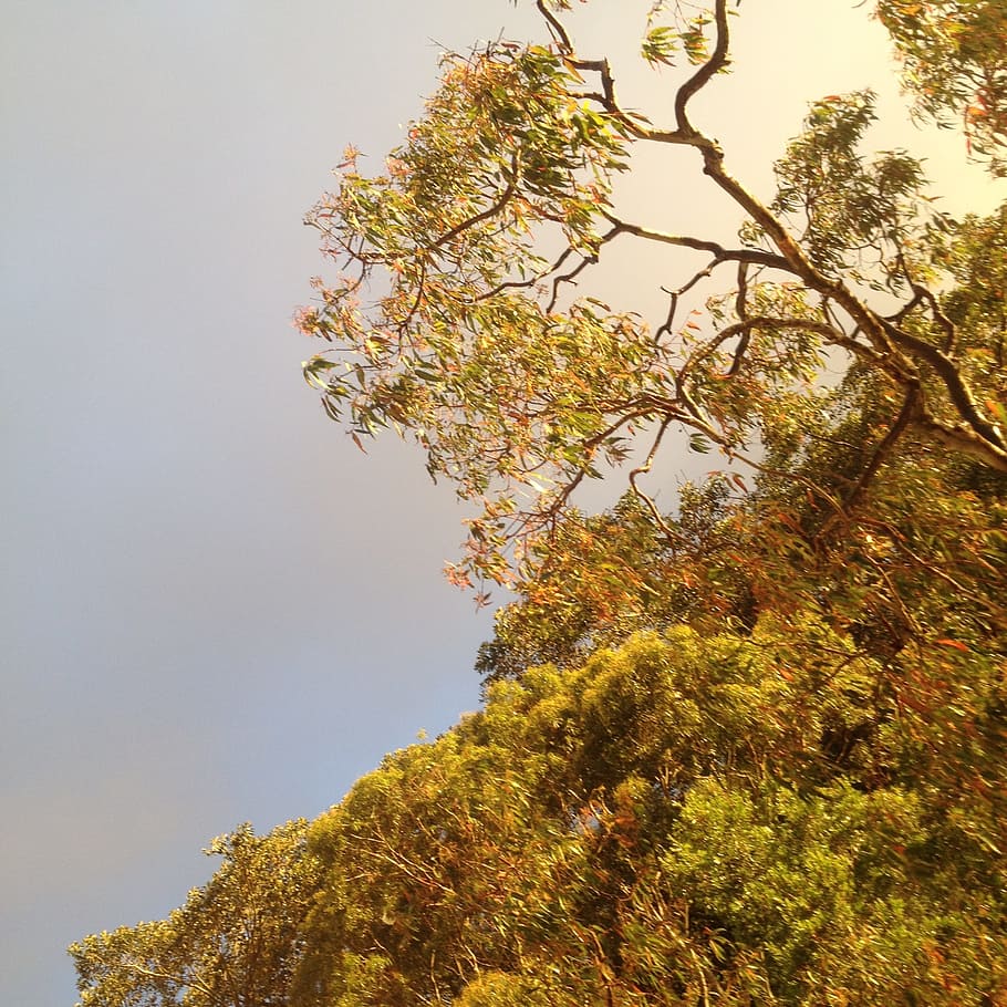 Green Leaf Tree With Cloudy Sky, blur, branches, bright, color HD wallpaper