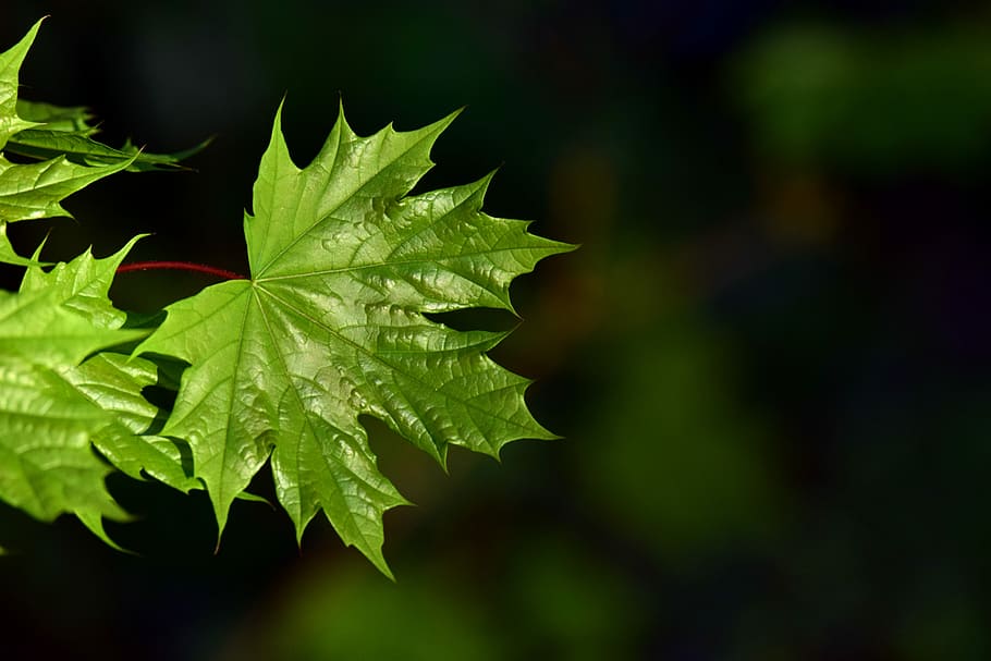 green leafed plants, nature, tender, young, new, awakening HD wallpaper