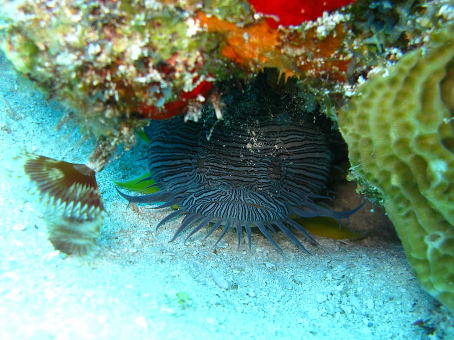 Fish, Ocean, Underwater, Aquatic, Animal, wildlife, saltwater HD wallpaper