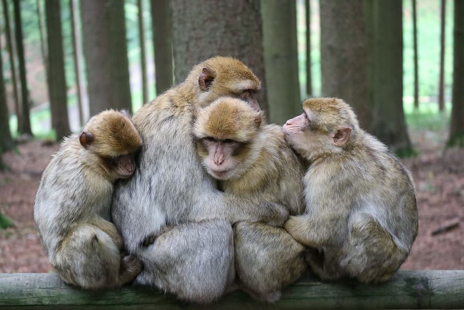 ape, animals, snuggle, forest, wildlife photography, primate HD wallpaper
