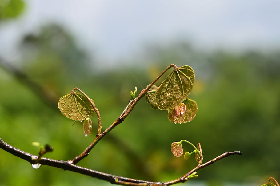 xin, chun, ming, nature, leaf, tree, plant, branch, close-up HD wallpaper