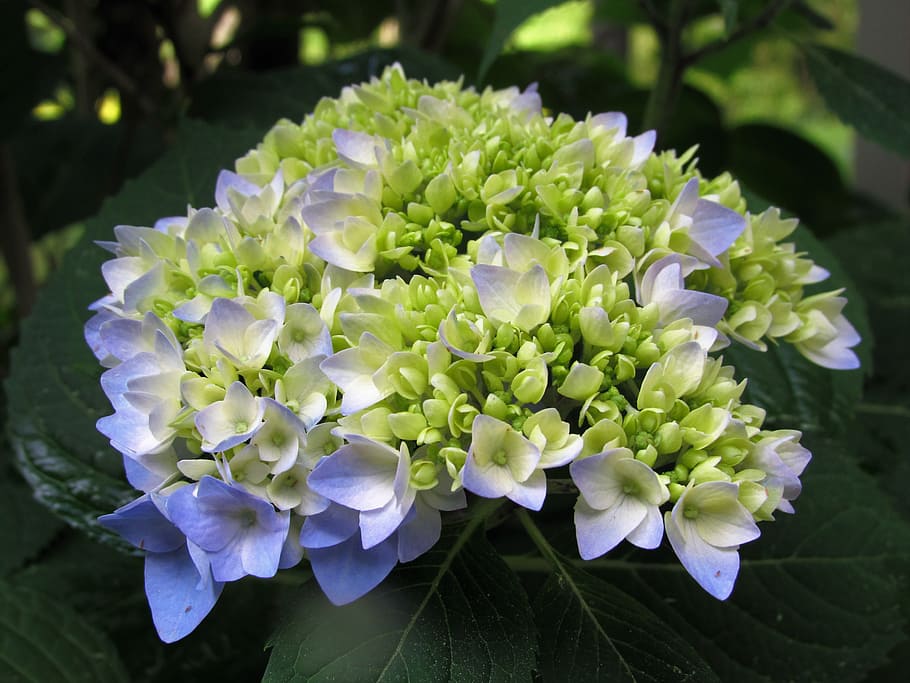flower, hydrangea, plant, green, flowering plant, beauty in nature HD wallpaper