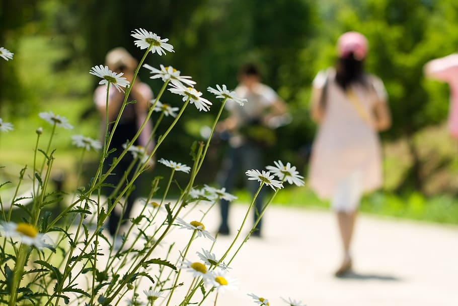 people walking near daisy flowers, summer, plant, flowering plant HD wallpaper