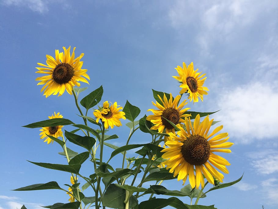 Sunflower, Flowers, Yellow, fragility, flower head, petal, freshness HD wallpaper