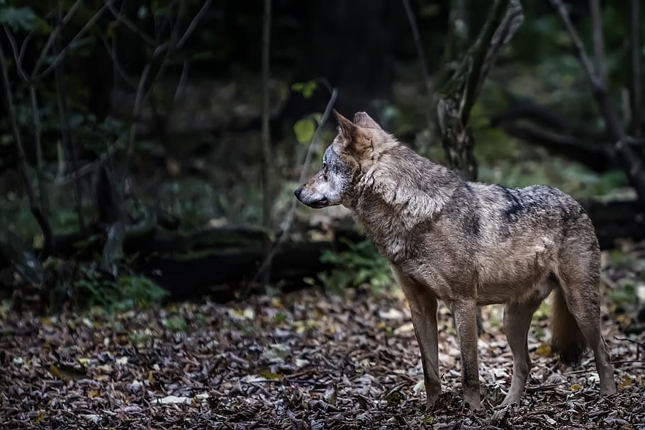 depth photo of black and gray wolf, berlin, zoo, isegrim, animal HD wallpaper