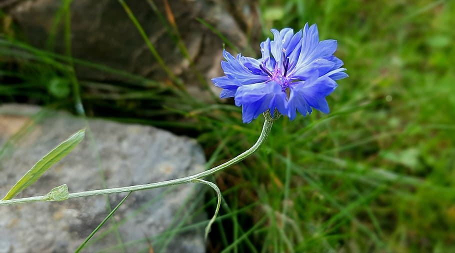 blossom, bloom, cornflower, wild flower, nature, plant, violet HD wallpaper